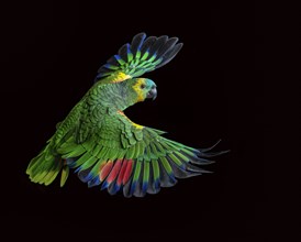 Colorful parrot flying