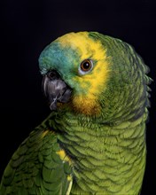 Portrait of colorful parrot