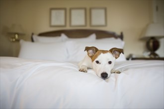 Small dog laying on bed