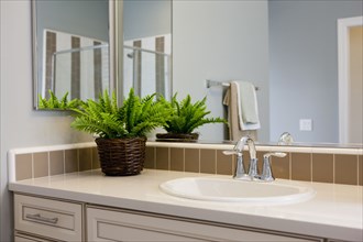 Bathroom sink with potted plant on counter