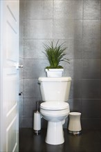 Potted plant above toilet