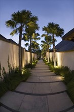 Stone pathway surrounded by tall grass and palm trees