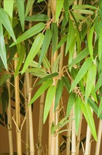 Large Bamboo Plant
