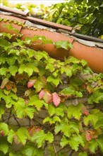 Side detail of red tile roofline with ivy.