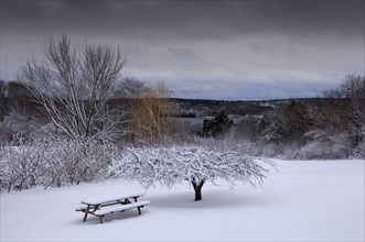 Bench by tree covered under snow in park on cold winter day