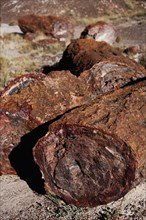 Close up of petrified logs