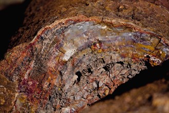 Close up of petrified stump