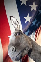 Close up of donkey with United States flag in background