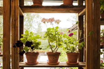 Potted plants with flowers on wooden shelf
