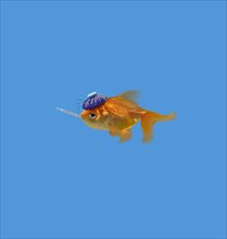 Goldfish with thermometer and hot compress