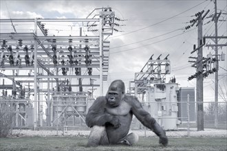 Gorilla outside of power station