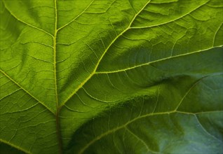 Close up of veins in green leaf