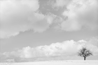 Bare tree and clouds in snowy landscape
