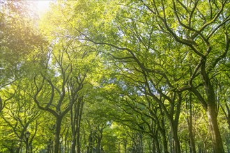 Green treetops in park