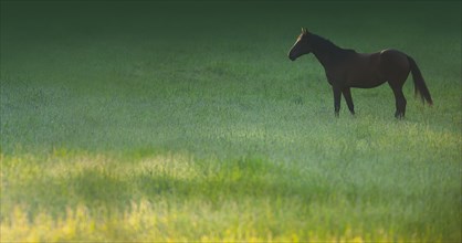 Horse grazing in grassy meadow