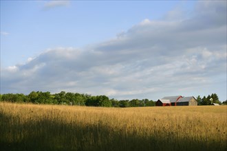 Field of wheat under blue sky