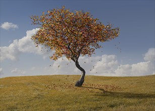 Autumn tree growing in rural landscape