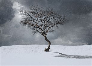 Bare tree in winter landscape