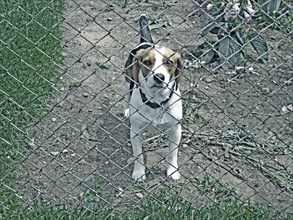 Dog peering through chain link fence