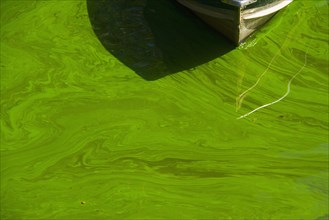 Close up of green algae on water