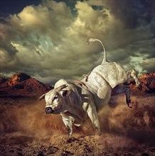 Bucking bull kicking dirt in desert