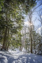 Trees growing in snowy forest