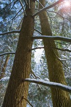 Trees growing in snowy forest