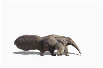 Anteater walking in studio