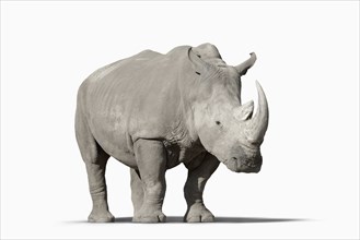 Rhinoceros walking in studio