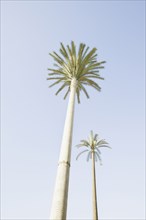 Low angle view of palm trees under blue sky