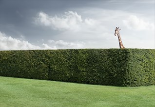 Giraffe peering over neatly trimmed hedges