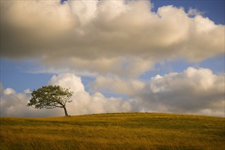 Bent tree on rolling hills in rural landscape