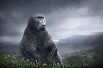 Baboon sitting on hilltop over remote landscape