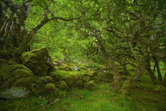 Trees over mossy rocks in forest