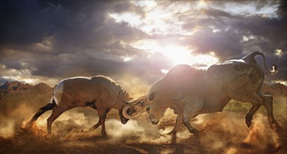 Bull and ram fighting in dusty field