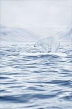 Polar bear floating on ice floe in ocean