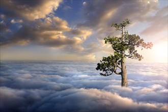 Tree above clouds