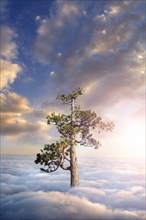 Tree above clouds