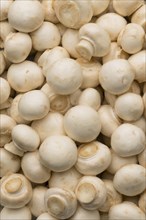 Pile of white mushrooms