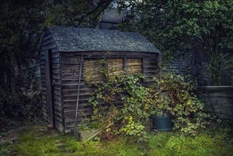 Wooden shed in overgrown garden