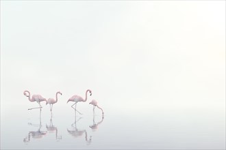 Flamingos wading in foggy water