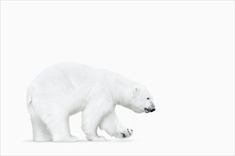 Polar bear walking on white background