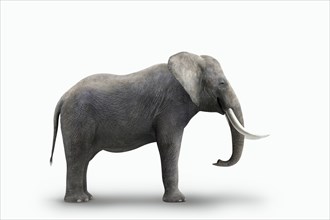 Elephant standing on white background