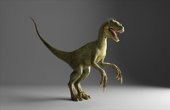 Velociraptor dinosaur standing on gray background