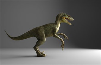 Velociraptor dinosaur standing on gray background