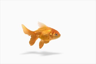 Goldfish floating on white background