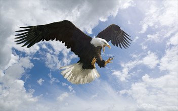 Fierce eagle flying in cloudy sky