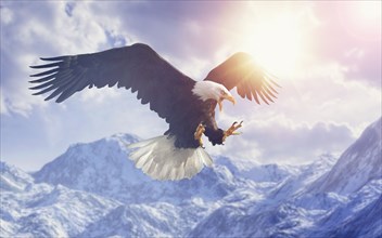 Fierce eagle flying in cloudy sky over mountain range in winter