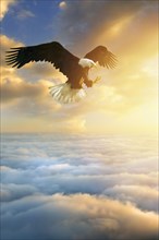 Fierce eagle flying in sunset sky