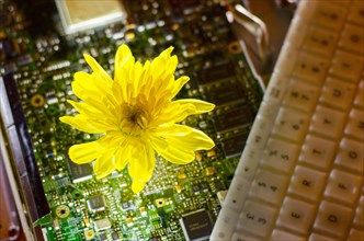 Flower growing from computer circuit board